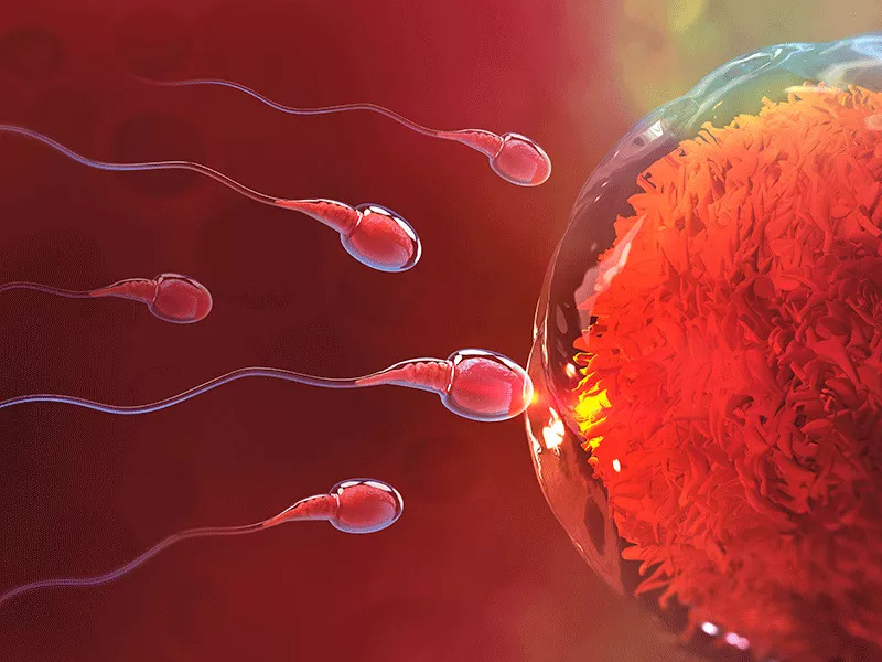 Imagen proceso reproductivo 1